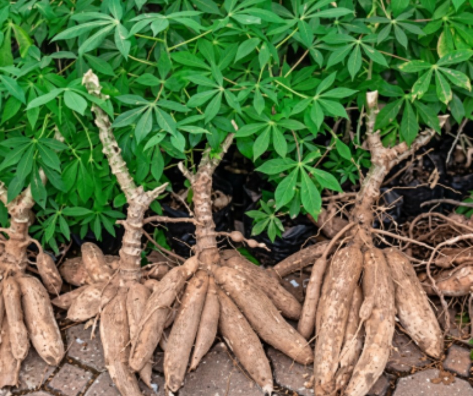 Plantation de manioc
